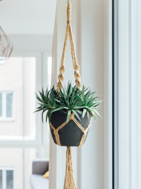 Piante d'Aria Verzaura Decorativa Hanging Plant Pianta Sospesa
