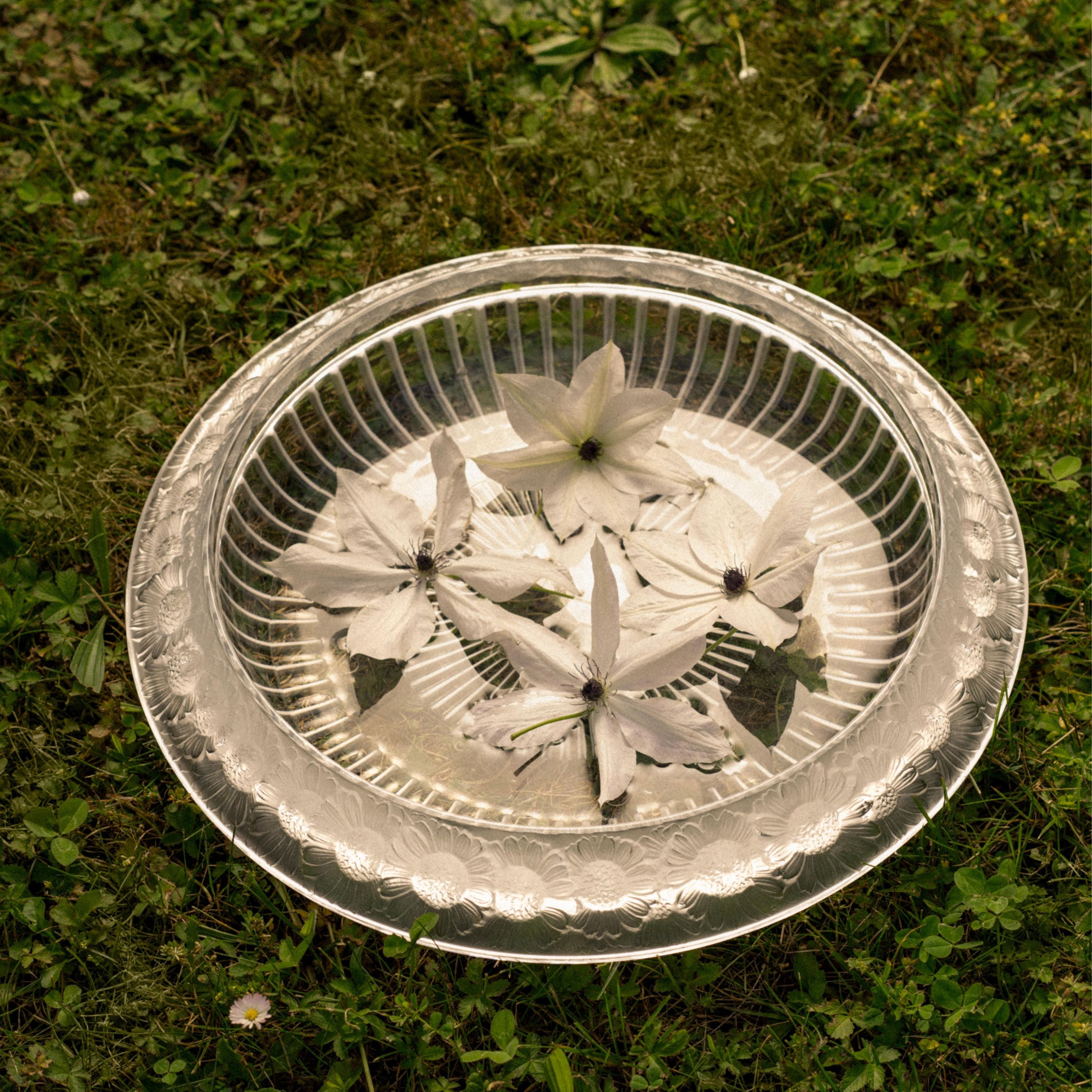 Lalique Marguerites coppa cristallo taglia L