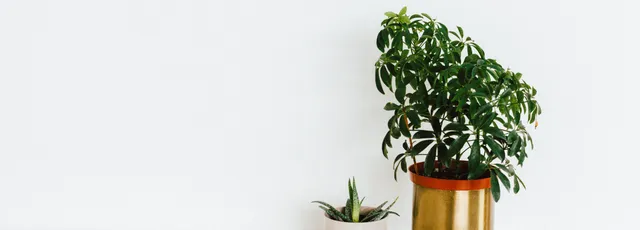 Piante d'Aria Verzaura Decorativa Wooden Greenery su Legno